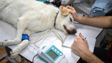 愛犬のための健康診断ガイド | 病気の早期発見と予防