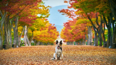 秋の愛犬健康維持｜換毛期ケアと運動・メンタル管理のポイント