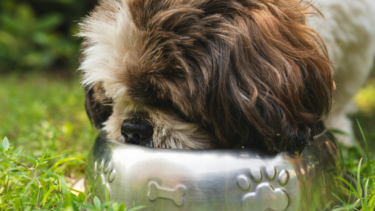 犬の栄養バランスガイド | 健康な食事とおすすめ食材
